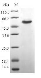 Greater than 90% as determined by SDS-PAGE.
