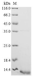 Greater than 85% as determined by SDS-PAGE.Recombinant Human Caspase-1 (CASP1) Protein (HA)