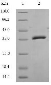 Greater than 90% as determined by SDS-PAGE.Recombinant Human Caspase-14 (CASP14) Protein (GST)