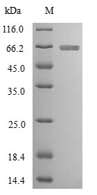 Greater than 90% as determined by SDS-PAGE.