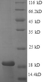 Greater than 85% as determined by SDS-PAGE.Recombinant Human Caspase-3 (CASP3) Protein (His)