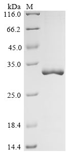 Greater than 90% as determined by SDS-PAGE.Recombinant Human Caspase-3 (CASP3) Protein (His)