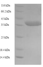 Greater than 90% as determined by SDS-PAGE.