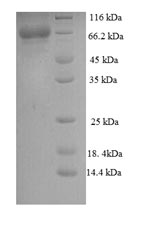 Greater than 90% as determined by SDS-PAGE.