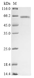 Greater than 85% as determined by SDS-PAGE.Recombinant Dog Catalase (CAT) Protein (His&Myc)