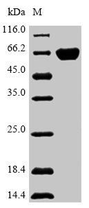 Greater than 85% as determined by SDS-PAGE.