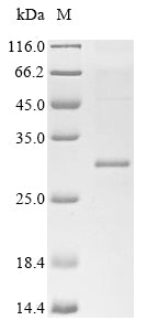 Greater than 85% as determined by SDS-PAGE.