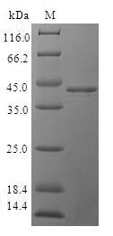 Greater than 90% as determined by SDS-PAGE.