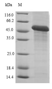 Greater than 85% as determined by SDS-PAGE.
