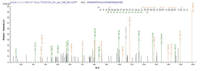 Based on the SEQUEST from database of E.coli host and target protein, the LC-MS/MS Analysis result of this product could indicate that this peptide derived from E.coli-expressed Homo sapiens (Human) CBR1.