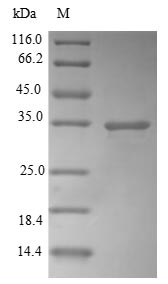 Greater than 85% as determined by SDS-PAGE.
