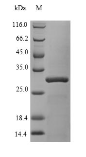 Greater than 90% as determined by SDS-PAGE.Recombinant Human Chromobox Protein Homolog 7 (CBX7) Protein (His)