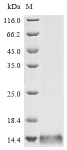 Greater than 85% as determined by SDS-PAGE.