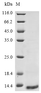 Greater than 85% as determined by SDS-PAGE.