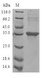 Greater than 90% as determined by SDS-PAGE.