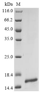 Greater than 85% as determined by SDS-PAGE.Recombinant Human C-C Motif Chemokine 16 (CCL16) Protein (His-HA)