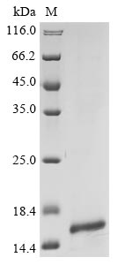 Greater than 85% as determined by SDS-PAGE.