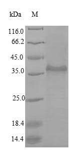 Greater than 90% as determined by SDS-PAGE.