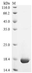 Greater than 90% as determined by SDS-PAGE.