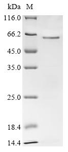 Greater than 85% as determined by SDS-PAGE.Recombinant Human Cyclin-A2 (CCNA2) Protein (His)
