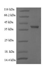 Greater than 90% as determined by SDS-PAGE.