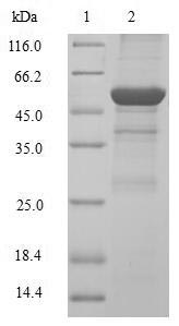 Greater than 90% as determined by SDS-PAGE.