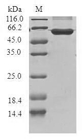 Greater than 90% as determined by SDS-PAGE.