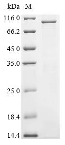 Greater than 85% as determined by SDS-PAGE.