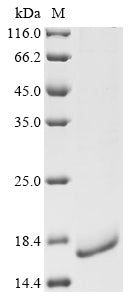 Greater than 90% as determined by SDS-PAGE.Recombinant Mouse C-C Chemokine Receptor Type 2 (CCR2) Protein (His&Myc)