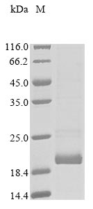 Greater than 85% as determined by SDS-PAGE.Recombinant Human C-C Chemokine Receptor Type 4 (CCR4) Protein (His-SUMO)