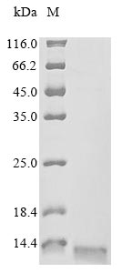 Greater than 85% as determined by SDS-PAGE.Recombinant Human C-C Chemokine Receptor Type 6 (CCR6) Protein (His&Myc)