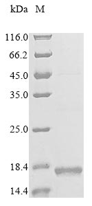 Greater than 85% as determined by SDS-PAGE.Recombinant Human C-C Chemokine Receptor Type 7 (CCR7) Protein (His&Myc)