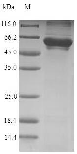 Greater than 90% as determined by SDS-PAGE.
