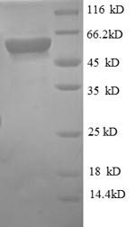 Greater than 90% as determined by SDS-PAGE.Recombinant Human Monocyte Differentiation Antigen Cd14 (CD14) Protein (GST)