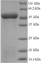 Greater than 90% as determined by SDS-PAGE.
