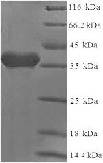 Greater than 90% as determined by SDS-PAGE.