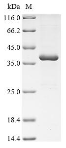 Greater than 90% as determined by SDS-PAGE.Recombinant Human Ox-2 Membrane Glycoprotein (CD200) Protein (His-SUMO)