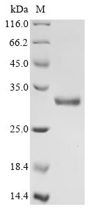 Greater than 90% as determined by SDS-PAGE.Recombinant Mouse Ox-2 Membrane Glycoprotein (CD200) Protein (His&Myc)