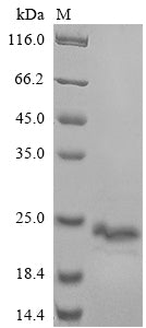 Greater than 85% as determined by SDS-PAGE.Recombinant Human B-Cell Receptor Cd22 (CD22) Protein (His-SUMO)