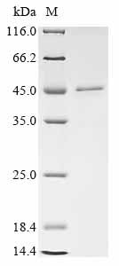 Greater than 85% as determined by SDS-PAGE.Recombinant Mouse Cmrf35-Like Molecule 6 (CD300C) Protein (GST)