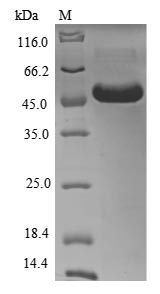 Greater than 85% as determined by SDS-PAGE.Recombinant Human Myeloid Cell Surface Antigen Cd33 (CD33) Protein (His-SUMO&Myc)