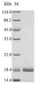 Greater than 90% as determined by SDS-PAGE.