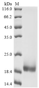 Greater than 90% as determined by SDS-PAGE.Recombinant Mouse T-Cell Surface Glycoprotein Cd3 Epsilon Chain (CD3E) Protein (His&Myc)