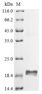 Greater than 90% as determined by SDS-PAGE.