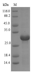 Greater than 90% as determined by SDS-PAGE.Recombinant Rhesus Macaque Cd40 Ligand (CD40LG) Protein (His)