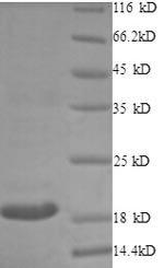 Greater than 90% as determined by SDS-PAGE.