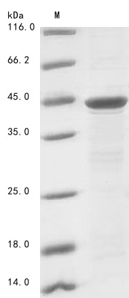 Greater than 85% as determined by SDS-PAGE.Recombinant Human Cd44 Antigen (CD44) Protein (His)