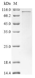 Greater than 85% as determined by SDS-PAGE.Recombinant Human Cd44 Antigen (CD44) Protein (His)