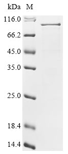 Greater than 85% as determined by SDS-PAGE.Recombinant Human Cd44 Antigen (CD44) Protein (His-SUMO)
