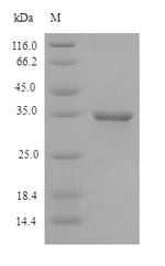 Greater than 90% as determined by SDS-PAGE.